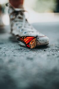 orange butterfly on white sneaker