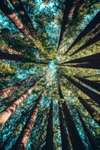 upshot of stand of trees in the forest how and why to switch from paper napkins to cloth napkins